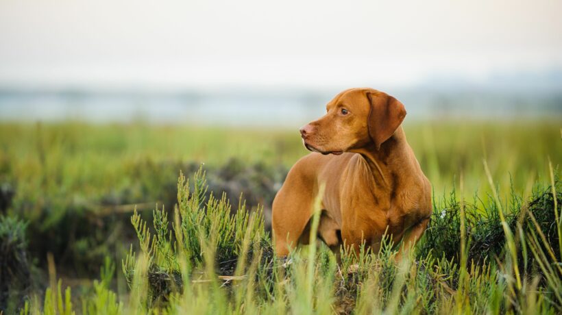 Vizsla dog