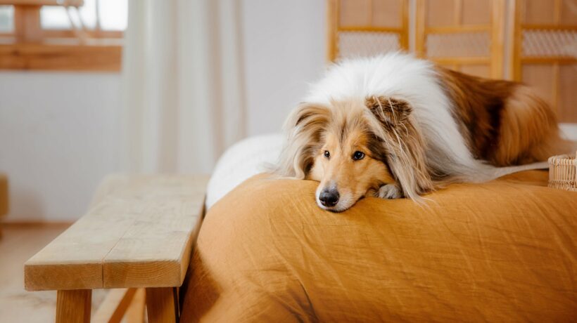 The Rough Collie dog at home. Dog inside