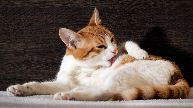 Cat washes language. The coat is white with red, pink tongue. Background dark wooden board. Portrait of a cat largly