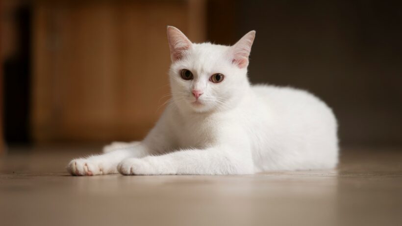 White cat with yellow eyes lying on the floor and looking at camera