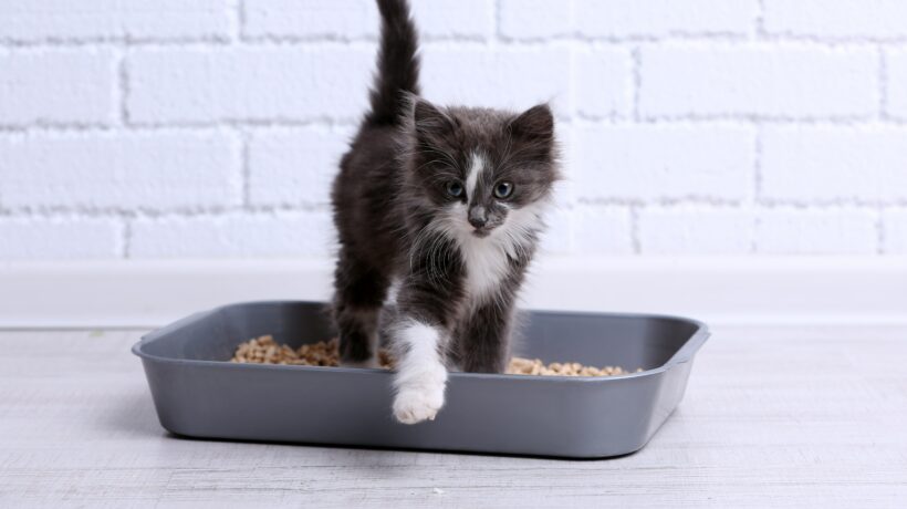 Small gray kitten in plastic litter cat on floor