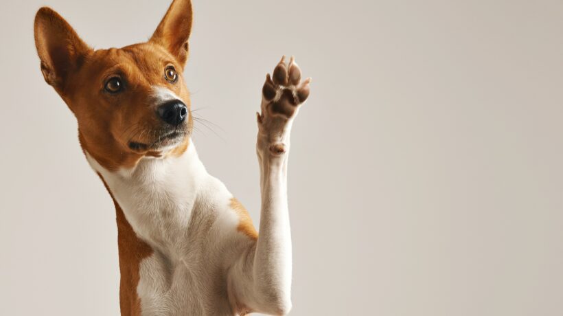 Cute dog giving his paw